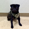adoptable Dog in  named MIDNIGHT