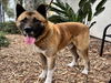 adoptable Dog in ,  named RIDER