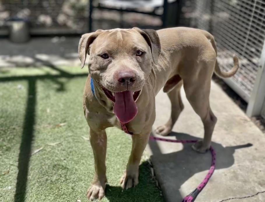adoptable Dog in San Pedro, CA named BAM BAM