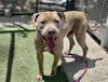 adoptable Dog in  named BAM BAM