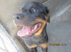adoptable Dog in  named VELVET