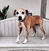 adoptable Dog in  named RAYITO