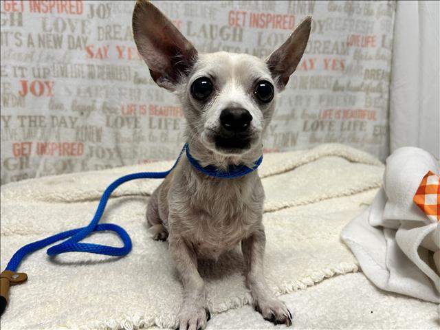 adoptable Dog in San Pedro, CA named TORROTO