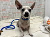 adoptable Dog in  named TORROTO
