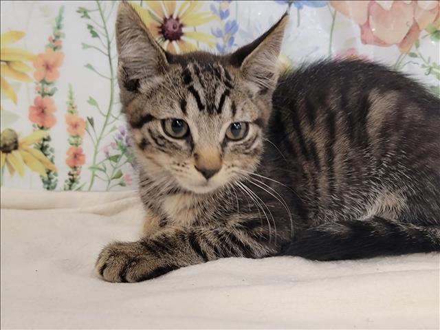 adoptable Cat in San Pedro, CA named A2210804
