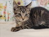 adoptable Cat in  named A2210804
