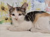adoptable Cat in  named A2210805