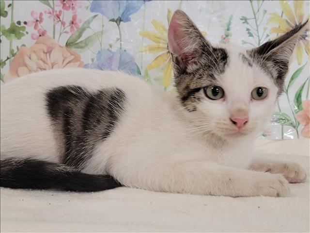 adoptable Cat in San Pedro, CA named A2210806