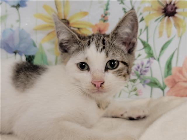 adoptable Cat in San Pedro, CA named A2210807
