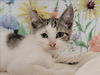 adoptable Cat in  named A2210807