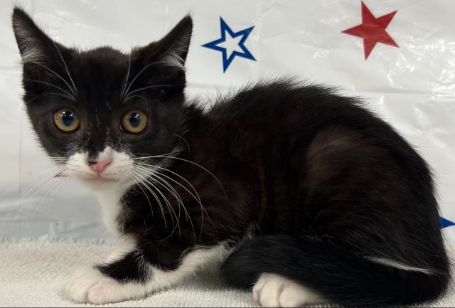 adoptable Cat in San Pedro, CA named A2209247