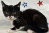 adoptable Cat in  named A2209247