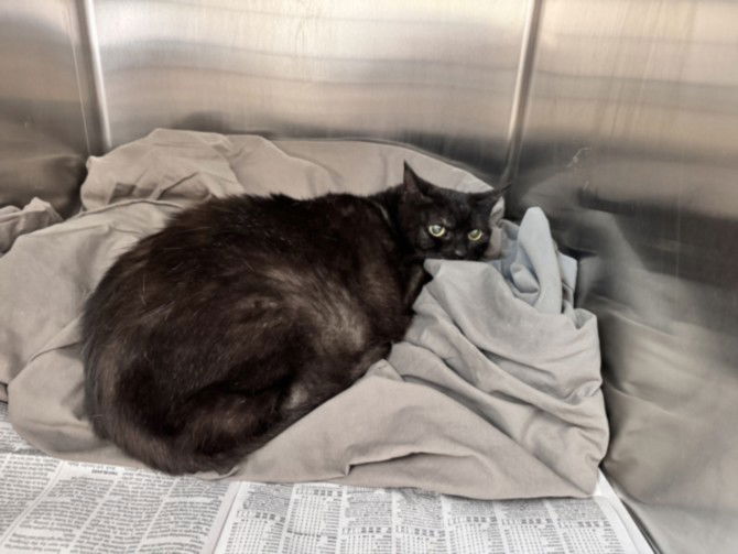 adoptable Cat in San Pedro, CA named A2210234