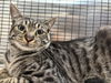 adoptable Cat in  named CINCO