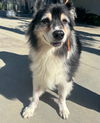 adoptable Dog in  named ROCKY