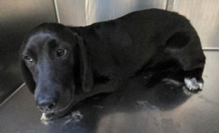 adoptable Dog in San Pedro, CA named RAVEN