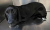 adoptable Dog in  named RAVEN