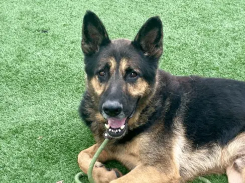 Bronny - German Shepherd Dog