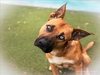 CHIVO - Photo 1