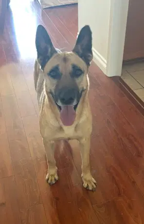 Clyde - German Shepherd Dog