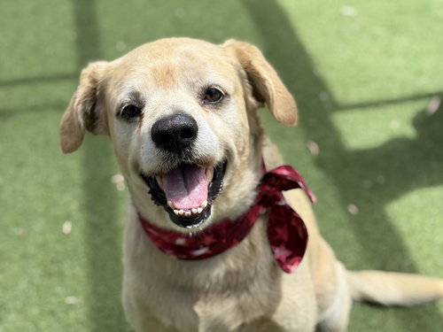 picture of the dog needing adoption