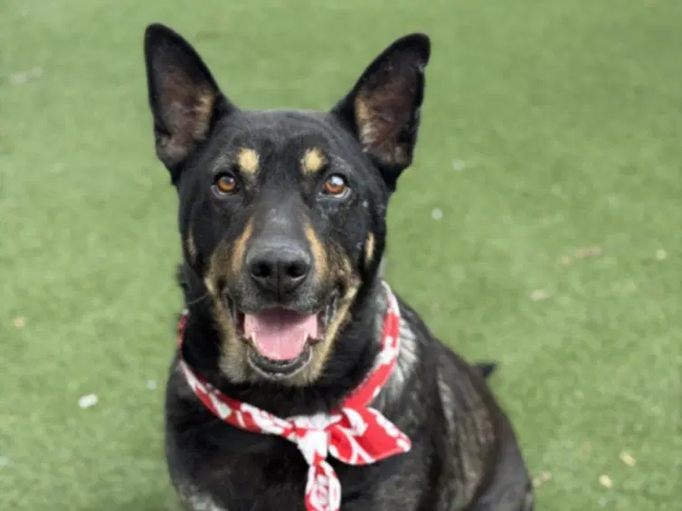 Charlie - German Shepherd Dog