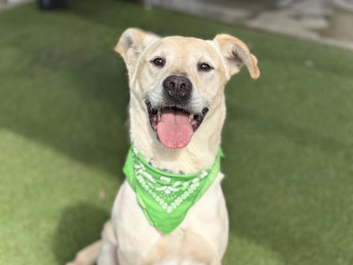 MURRAY MARVIN - Labrador Retriever available for adoption