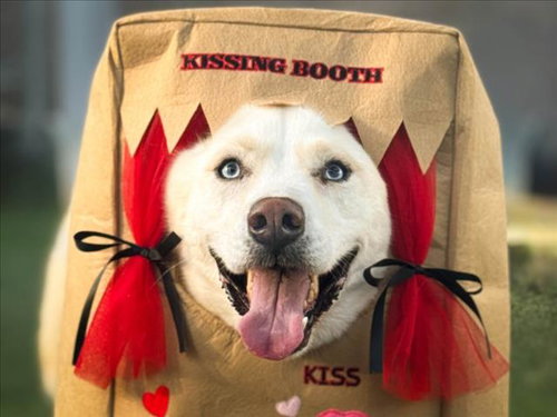 DANTE - Husky available for adoption