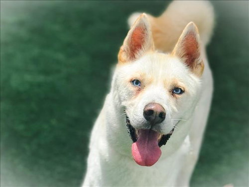 DANTE - Husky available for adoption