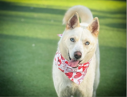 DANTE - Husky available for adoption