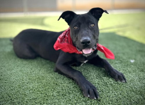 TROY - Labrador Retriever / Pit Bull Terrier available for adoption