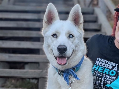 picture of the dog needing adoption
