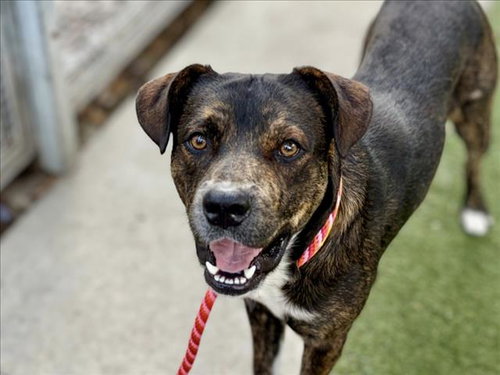 picture of the dog needing adoption