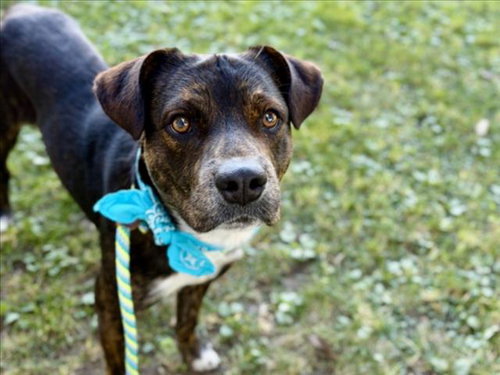 SEBASTIAN - Staffordshire Bull Terrier available for adoption