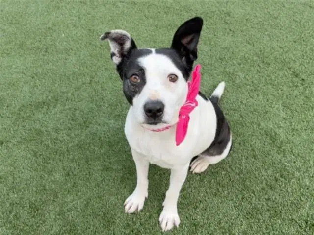 Bella - Pit Bull Terrier