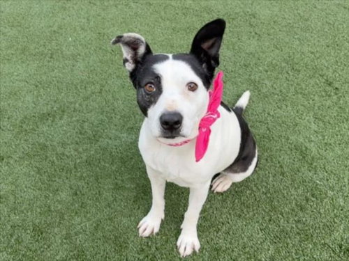 BELLA - Pit Bull Terrier available for adoption