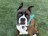 BAXTER - Photo 1