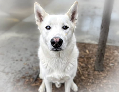 picture of the dog needing adoption