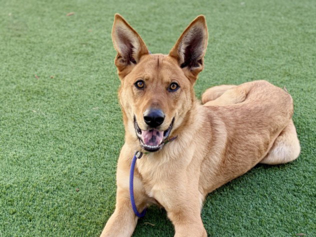 German Shepherd