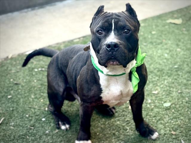 Pit Bull