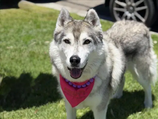 Rosebloom - Siberian Husky