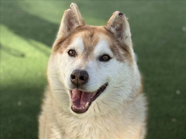 Siberian Husky