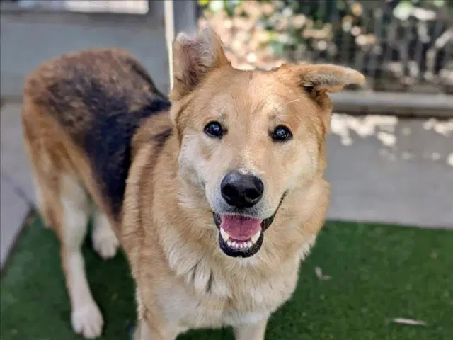 Remy - German Shepherd Dog