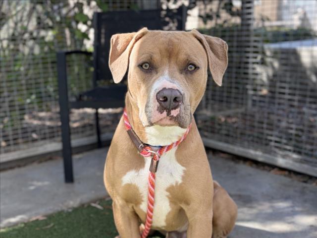 Pit Bull