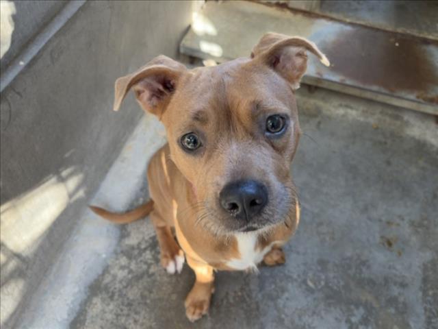Pit Bull