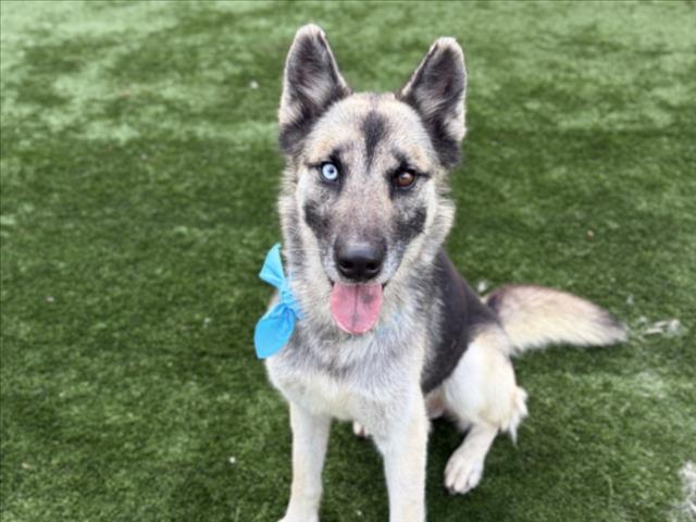 German Shepherd