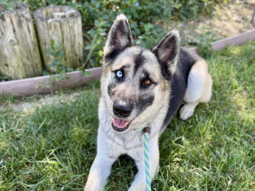 TIPS, an adoptable German Shepherd Dog in San Pedro, CA