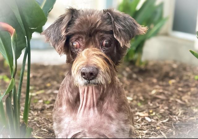 TOTO Image
