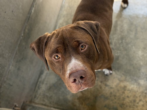 REDLANDS, an adoptable American Pit Bull Terrier in San Pedro, CA