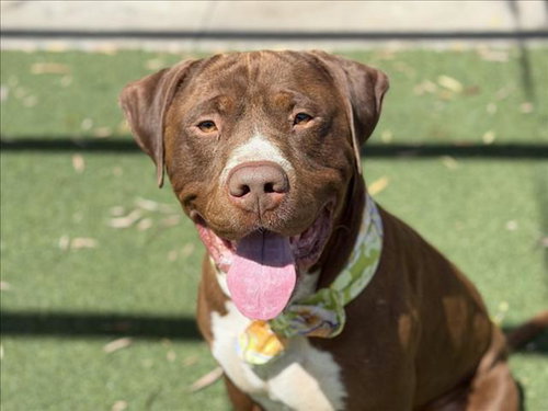 REDLANDS, an adoptable American Pit Bull Terrier in San Pedro, CA